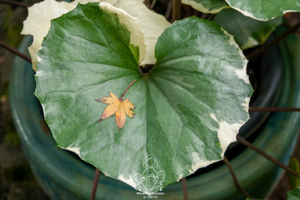 1720549 陳米拉愛旅遊、愛拍照也愛碎碎唸 2026-04-12