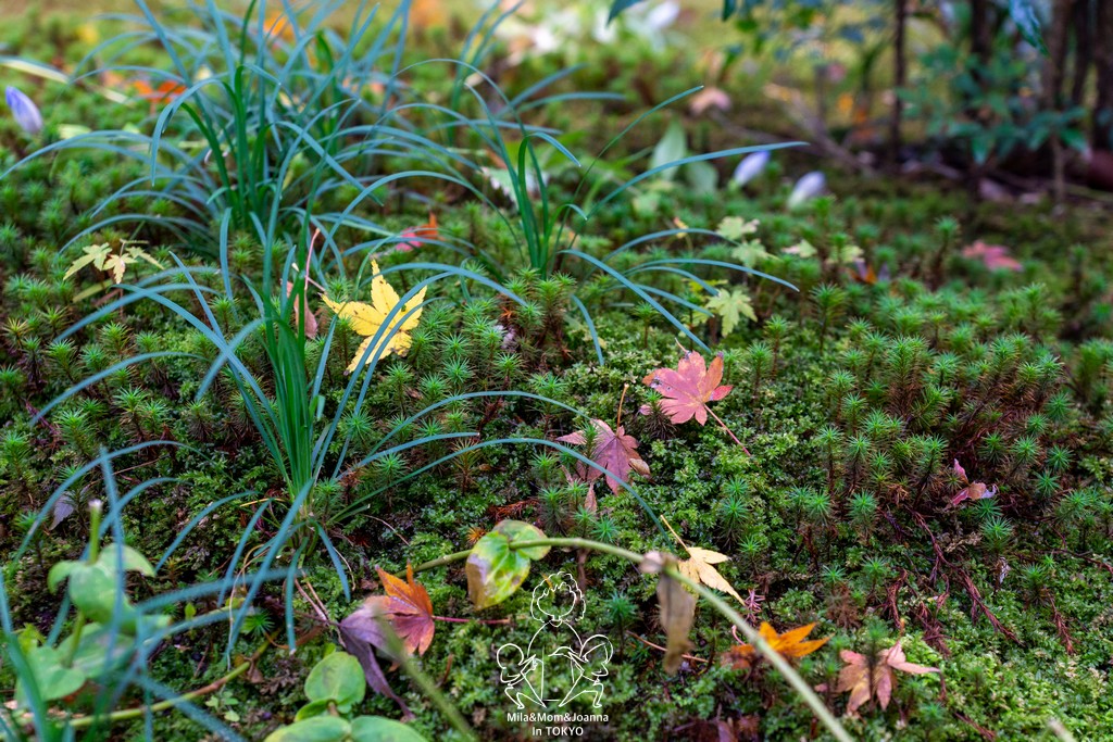DSC0137 陳米拉愛旅遊、愛拍照也愛碎碎唸 2026-04-12