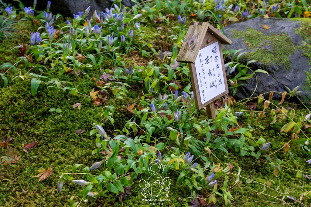 DSC0138 陳米拉愛旅遊、愛拍照也愛碎碎唸 2026-04-12