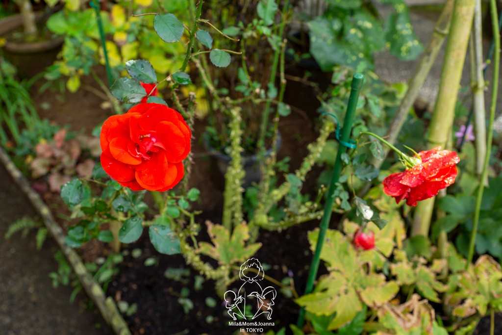 DSC0140 陳米拉愛旅遊、愛拍照也愛碎碎唸 2026-04-12