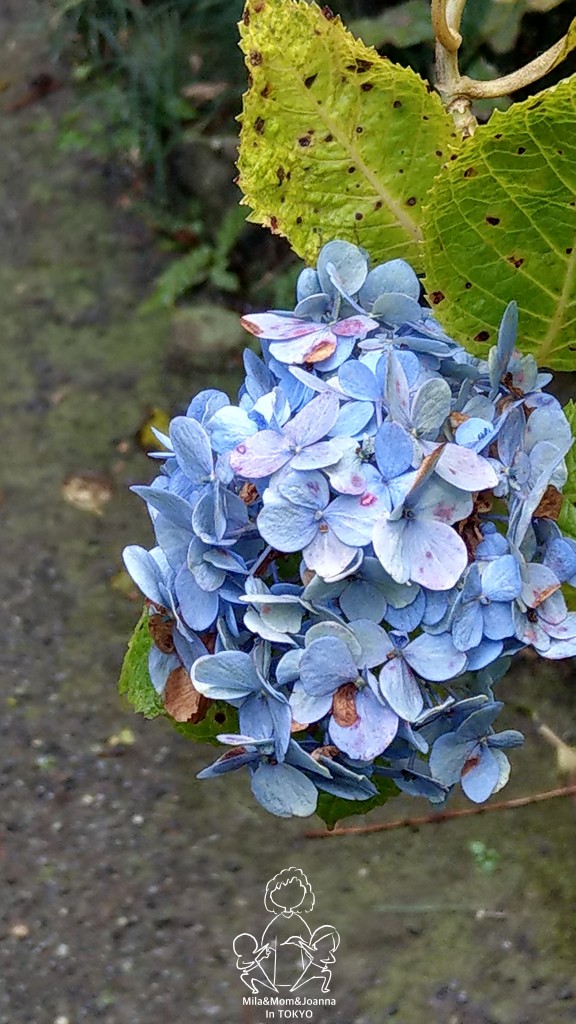 IMAG8862 陳米拉愛旅遊、愛拍照也愛碎碎唸 2026-04-12