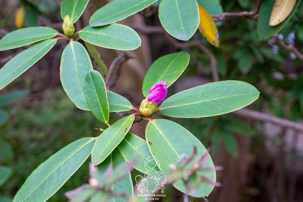 DSC0281 陳米拉愛旅遊、愛拍照也愛碎碎唸 2025-10-29