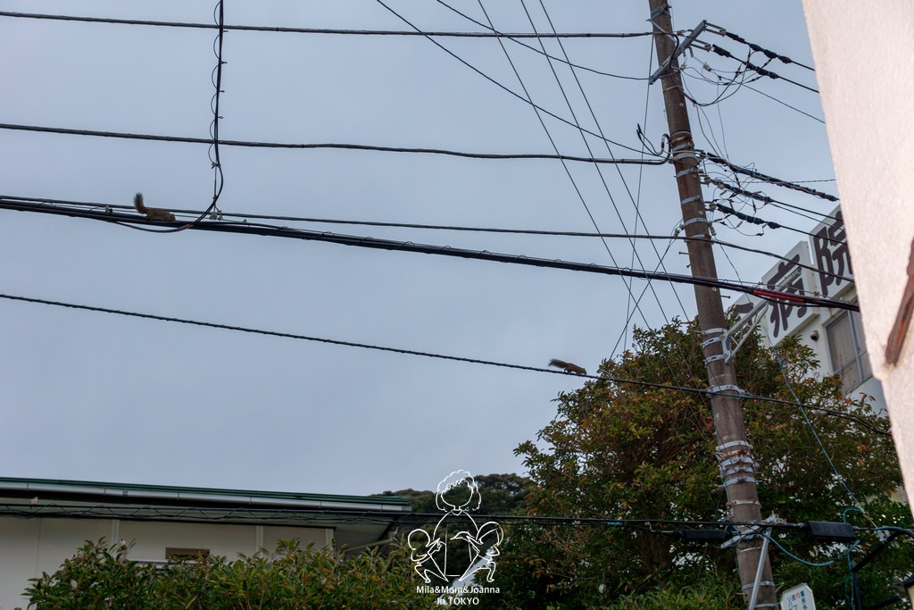 DSC0301 陳米拉愛旅遊、愛拍照也愛碎碎唸 2025-10-24