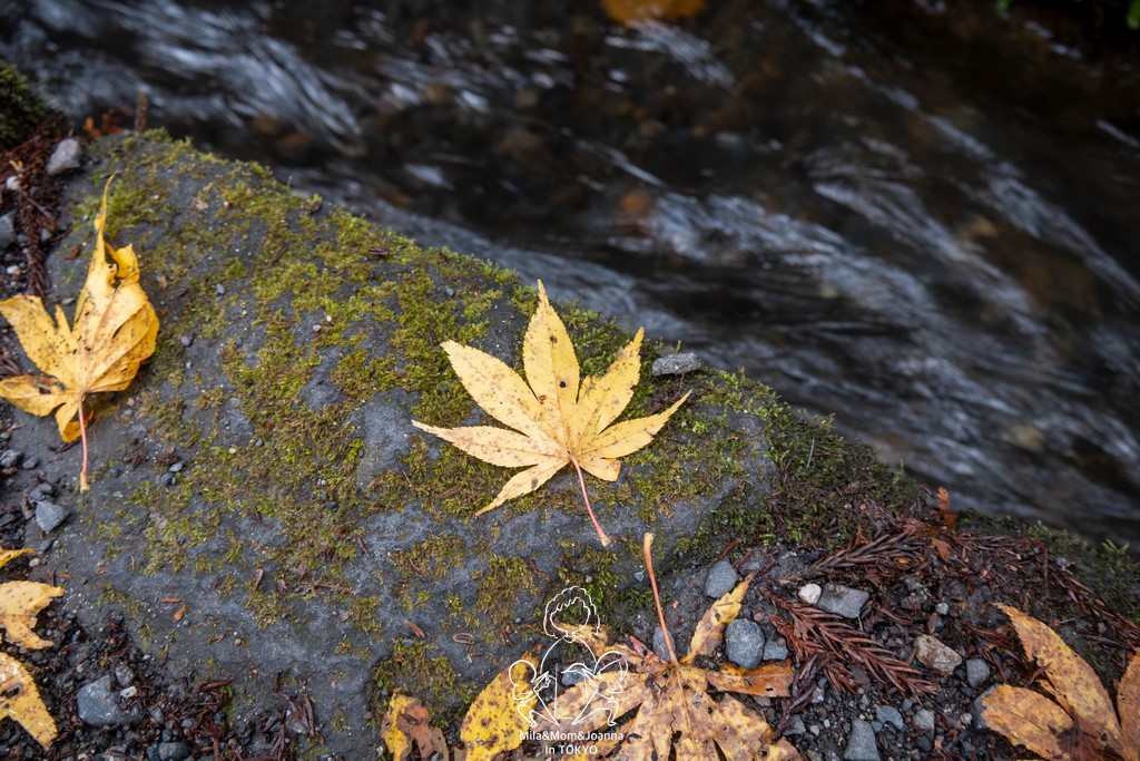 1720890 陳米拉愛旅遊、愛拍照也愛碎碎唸 2026-04-12