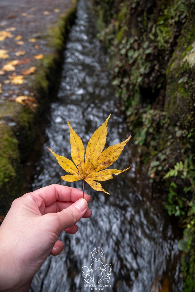 1720891 陳米拉愛旅遊、愛拍照也愛碎碎唸 2026-04-12