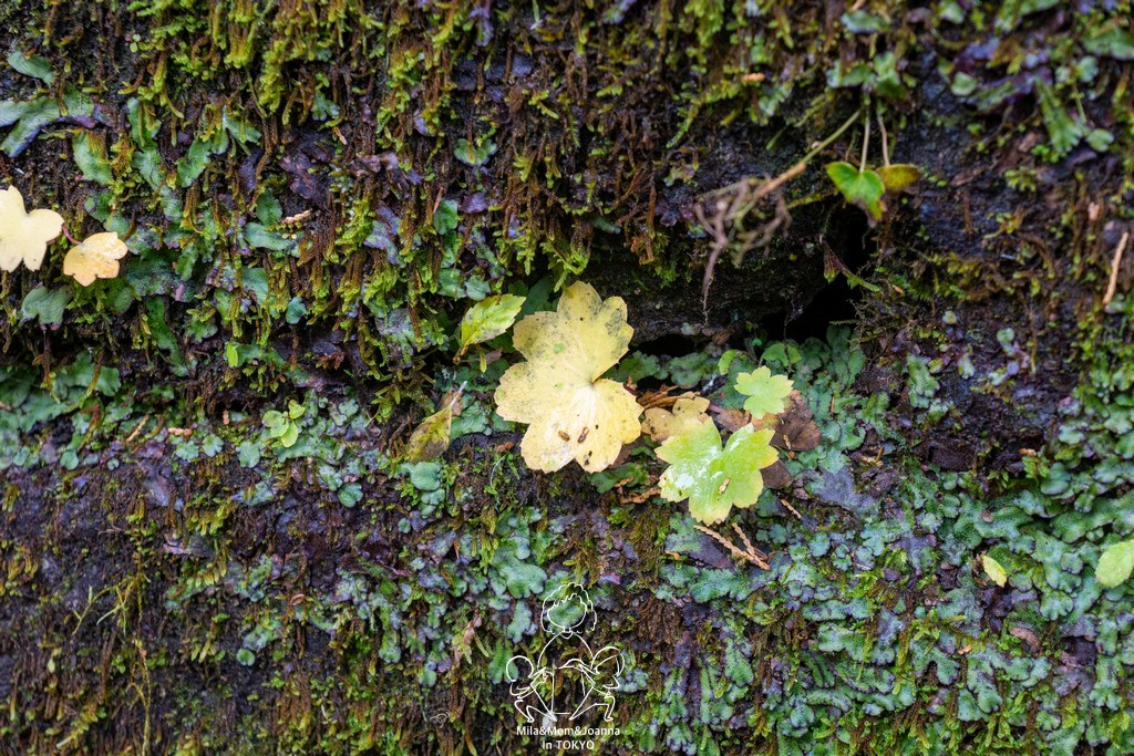 DSC0628 陳米拉愛旅遊、愛拍照也愛碎碎唸 2026-04-12