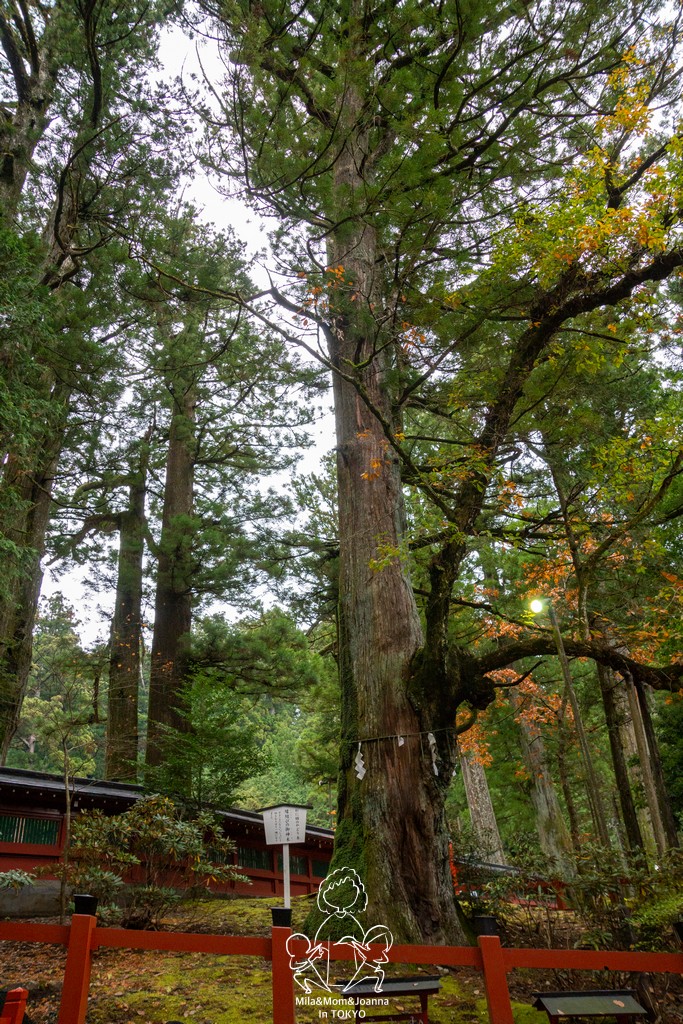 DSC0681 陳米拉愛旅遊、愛拍照也愛碎碎唸 2026-04-12