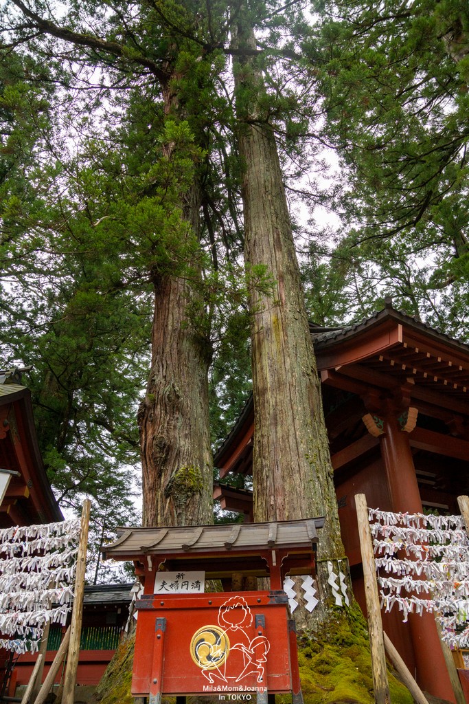 DSC0692 陳米拉愛旅遊、愛拍照也愛碎碎唸 2026-04-12