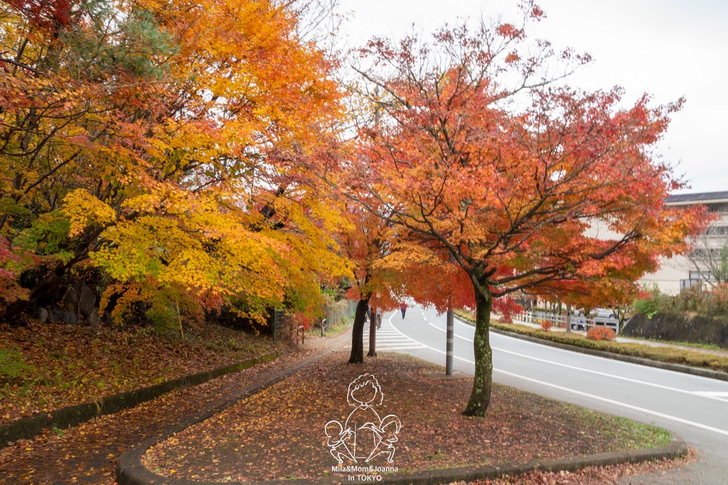 DSC0962 陳米拉愛旅遊、愛拍照也愛碎碎唸 2025-10-28