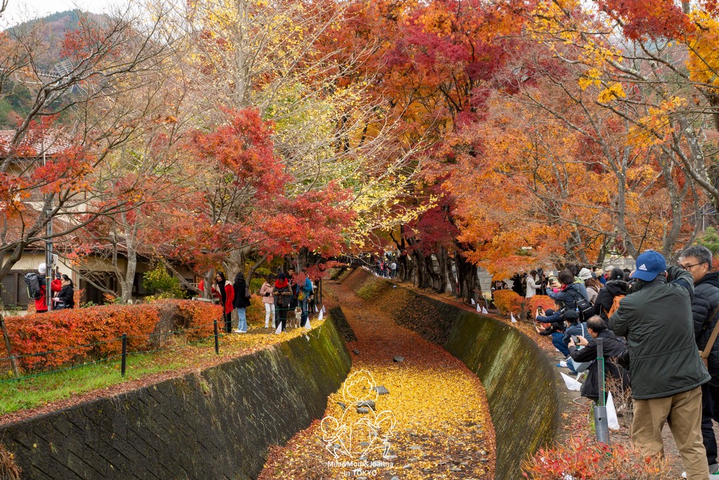 DSC0937 陳米拉愛旅遊、愛拍照也愛碎碎唸 2025-10-28