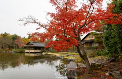 東京自由行 – Day 6 – 昭和紀念公園 – 日本庭院、盆栽苑
